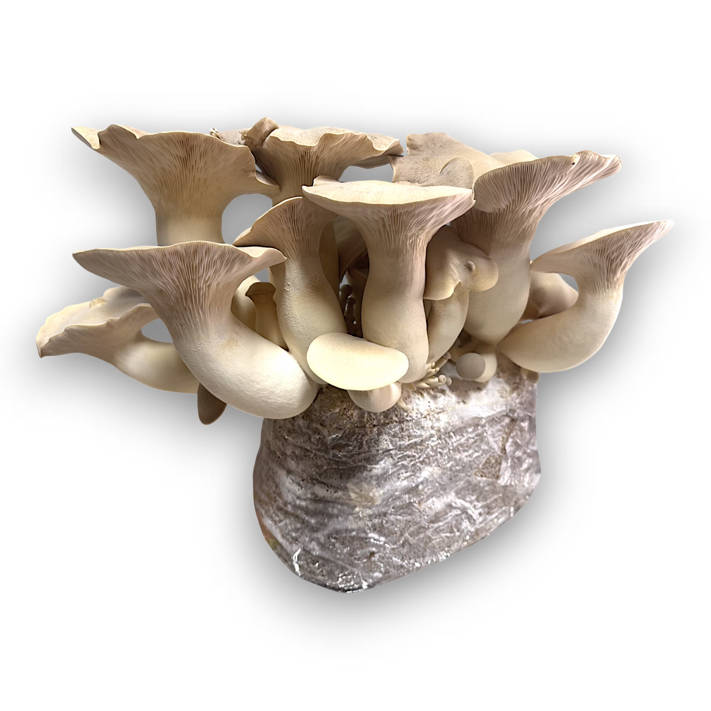 Black Pearl King (Pleurotus Spp.) mushroom cluster on a black background