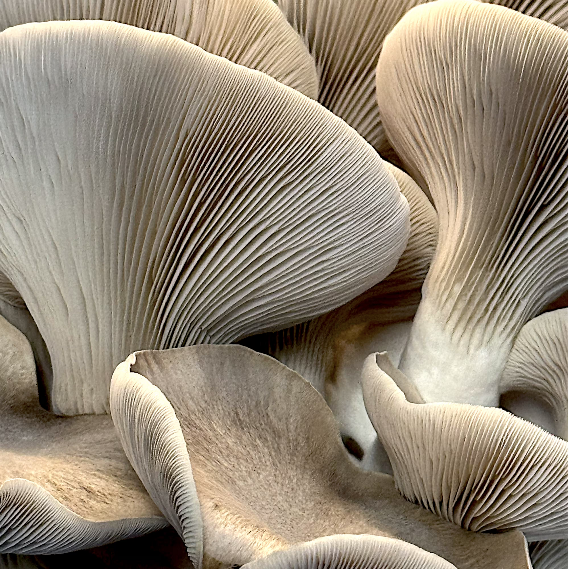 Close-up of a cluster of Black Pearl King (Pleurotus Spp.) mushrooms on a white background.