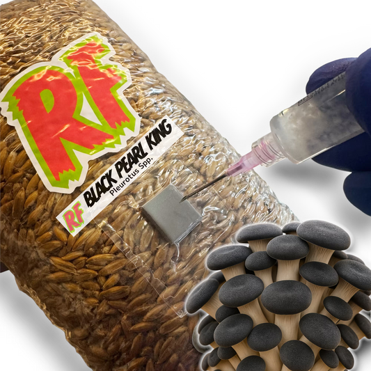 Rhizo Funga 4T-Inj Unicorn Bag labeled Black Pearl King (Pleurotus Spp.) being  inoculated with Liquid Culture resulting in colonized Black Pearl King Grain Spawn
