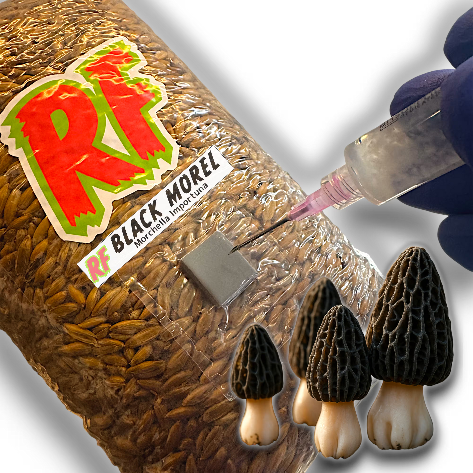 4T-INJ Unicorn Bag labeled Black Morel (Morchella Importuna) with hand holding Liquid Culture syringe inoculating Sterilized Grain for Black Morel (Morchella Importuna) Grain Spawn with white background.