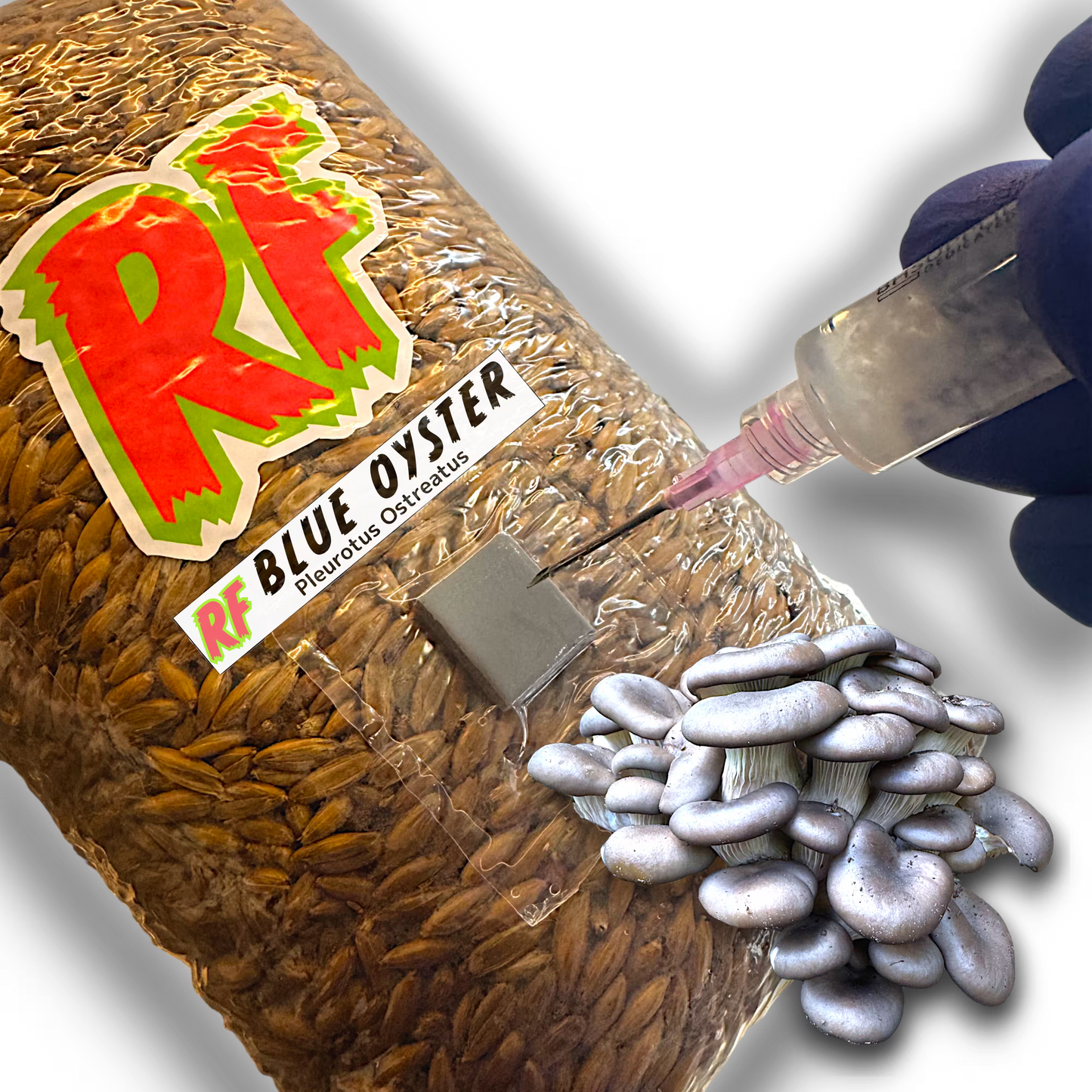 4T-INJ Unicorn Bag labeled Blue Oyster (Pleurotus Ostreatus) with hand holding Liquid Culture syringe inoculating Sterilized Grain for Blue Oyster (Pleurotus Ostreatus) Grain Spawn with white background.