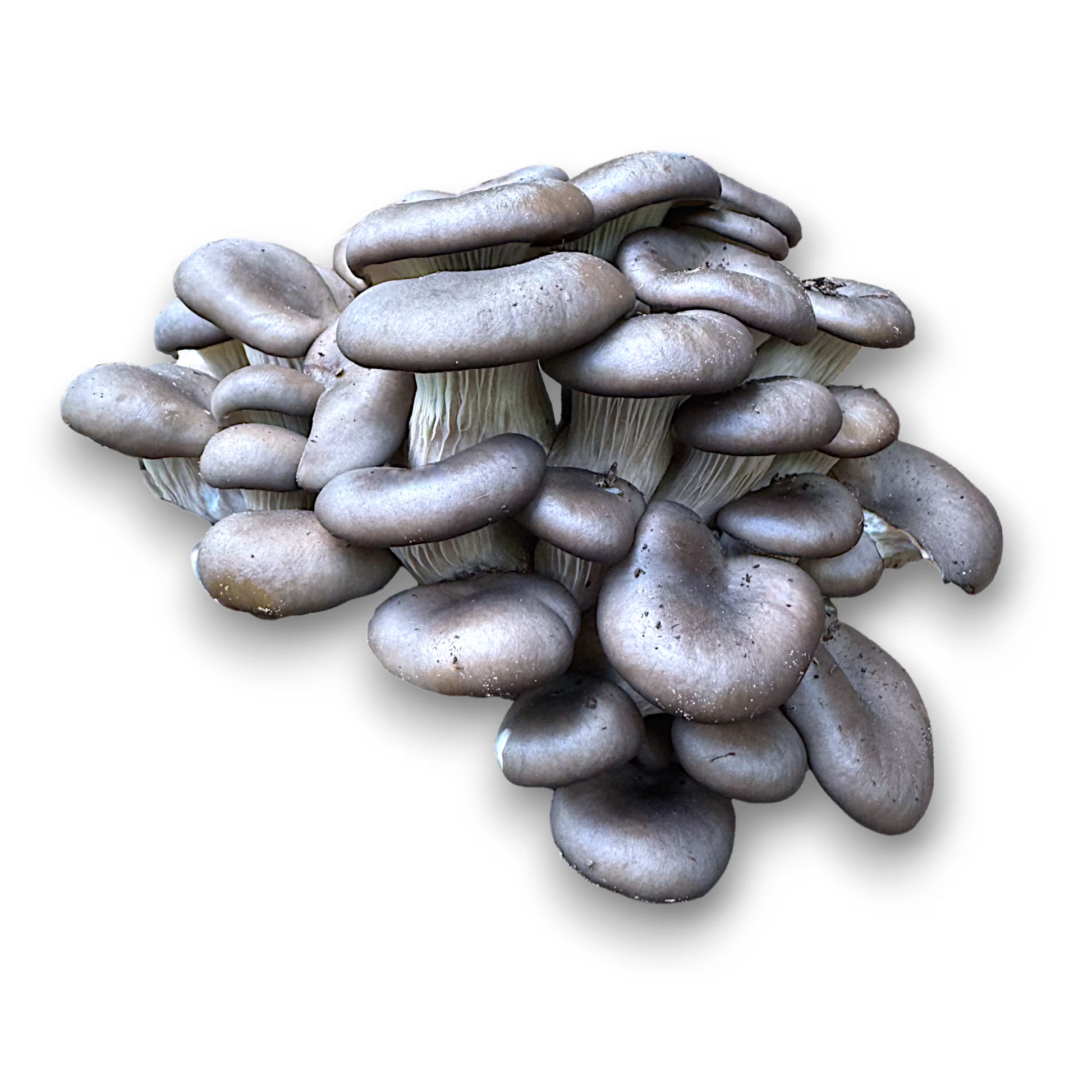 cluster of Blue Oyster (Pleurotus Ostreatus) mushrooms on a white background.