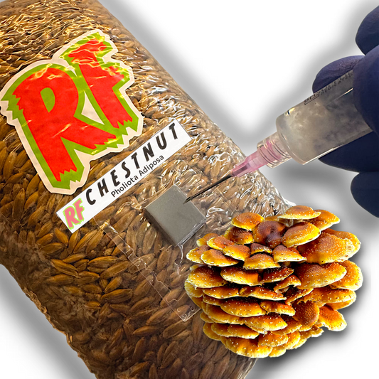 Image of Chestnut (Pholiota Adiposa) mushrooms and a Liquid Culture Syringe for growing mushrooms.