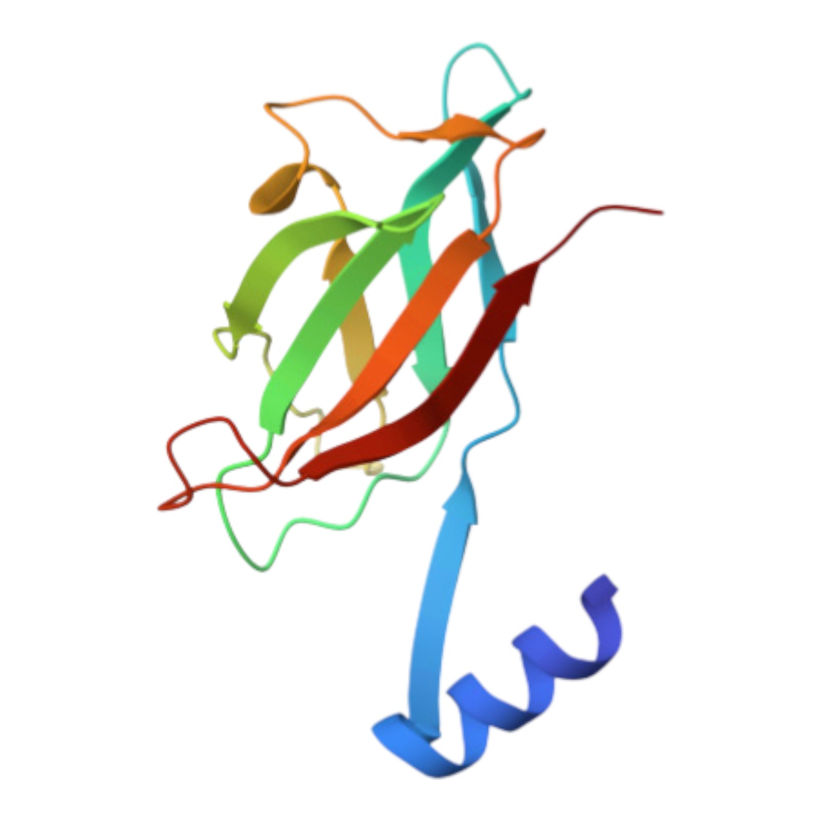 Colorful FIP fve (Flammulina velutipes fungal immunomodulatory protein) protein structure model on a white background