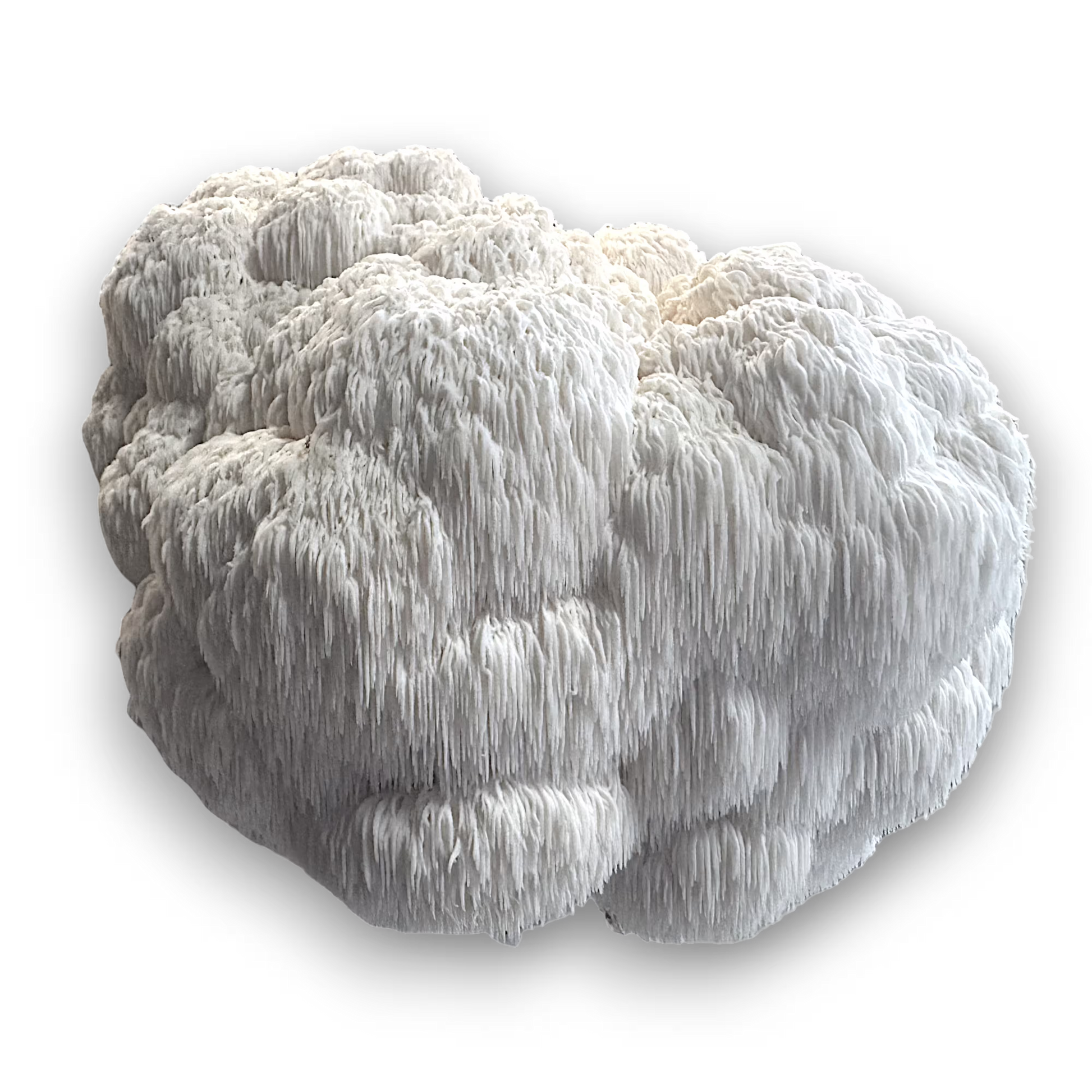 Close-up of a cluster of Lion's Mane (Hericium Erinaceus) mushrooms on a white background.