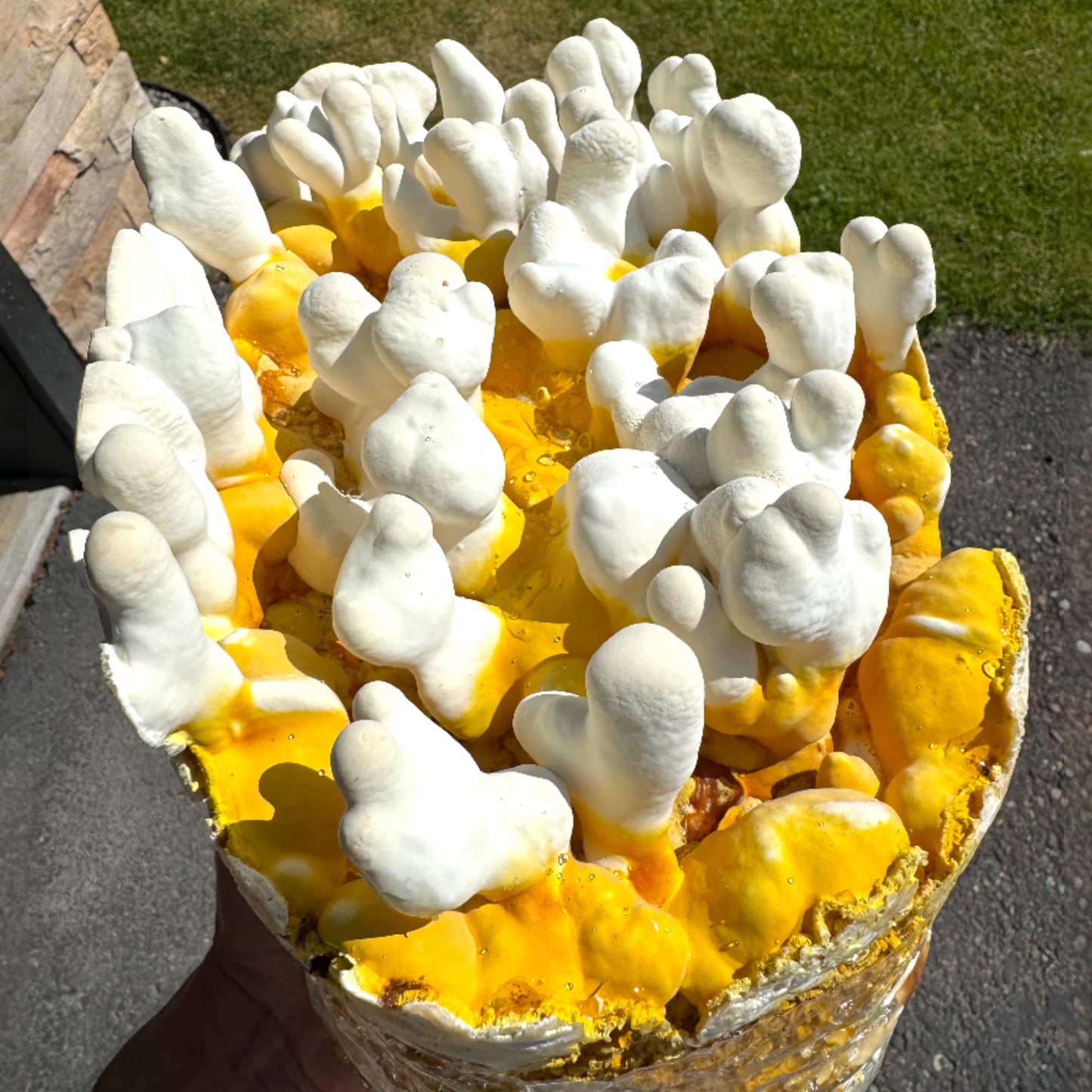 Close-up of a cluster of Antler Reishi (Ganoderma lingzhi) with pre-mature antlers on a fruiting block in the sun. 
