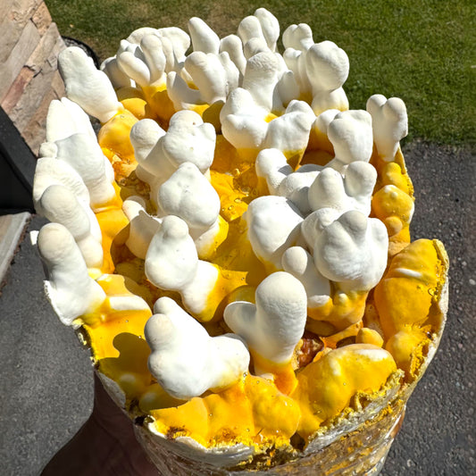 Close-up of a cluster of Antler Reishi (Ganoderma lingzhi) with pre-mature antlers on a fruiting block in the sun. 
