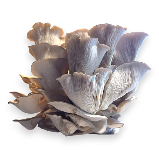 Close-up of a cluster of Branched Oyster (Pleurotus Cornucopiae) mushrooms on a white background.