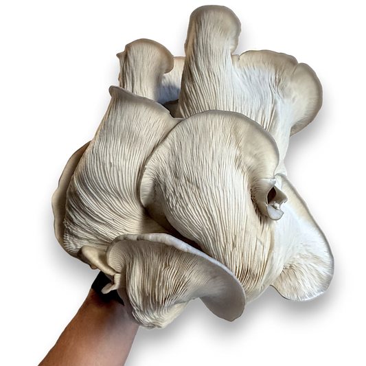 Bunch of large Branched Oyster (Pleurotus Cornucopiae) mushrooms held by a hand on a black background.