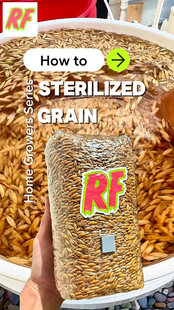 Bag of sterilized grain with RF branding held over a bowl of grain, with How to make sterilized grain text overlay.