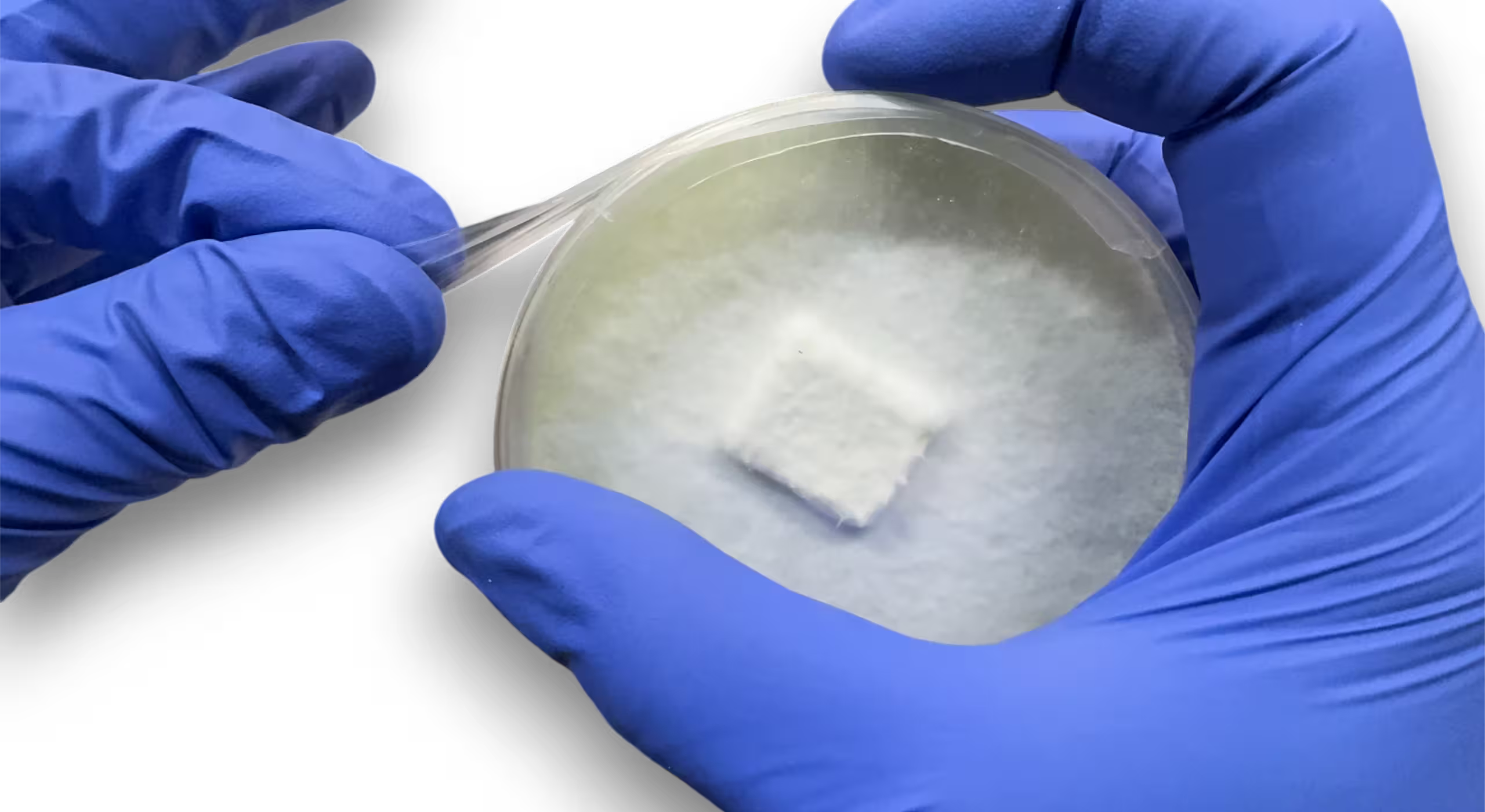 Two hands sealing a colonized agar dish with parafilm