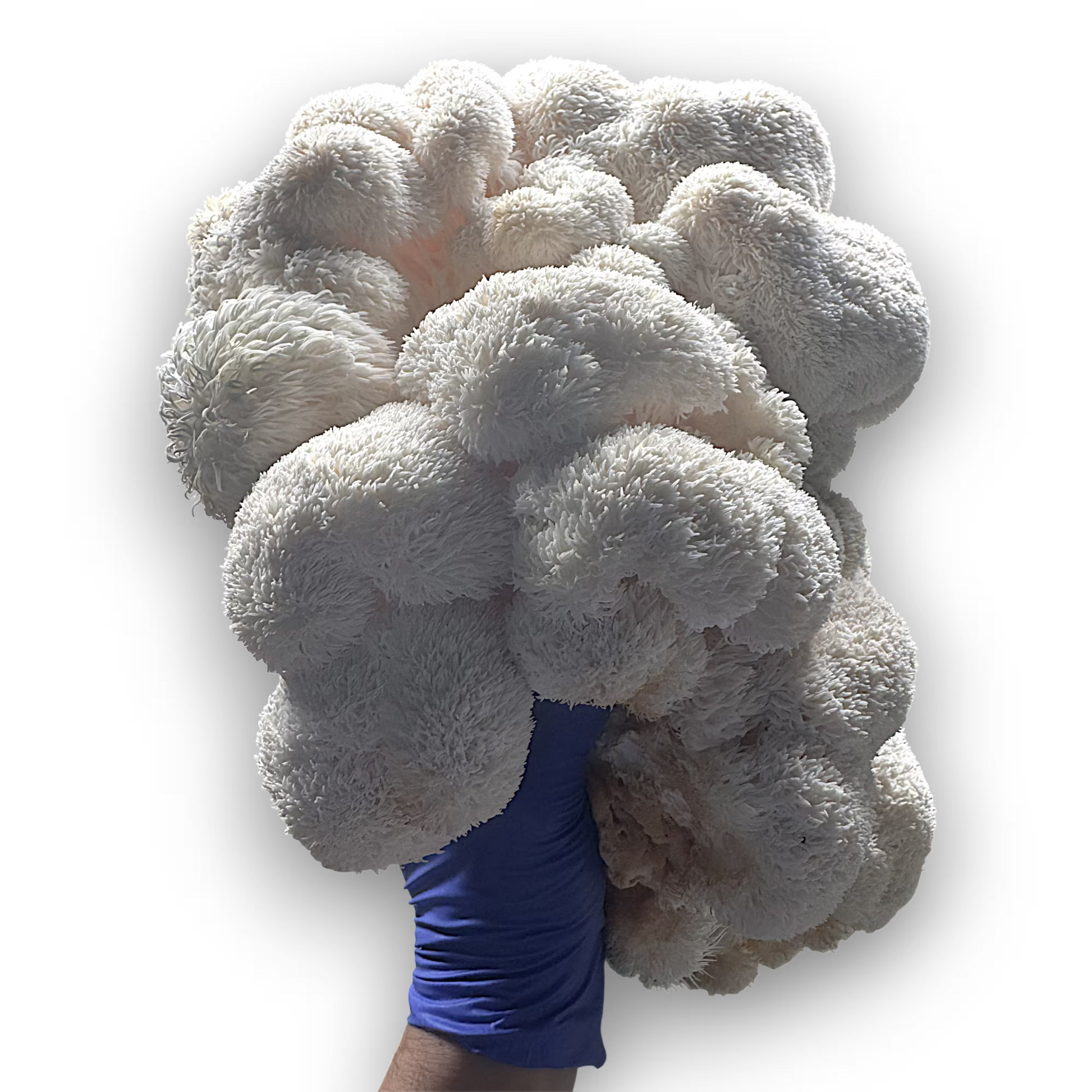 large cluster of Lion's Mane (Hericium Erinaceus) mushrooms being held up by a hand with a nitrile glove for scale on a white background.
