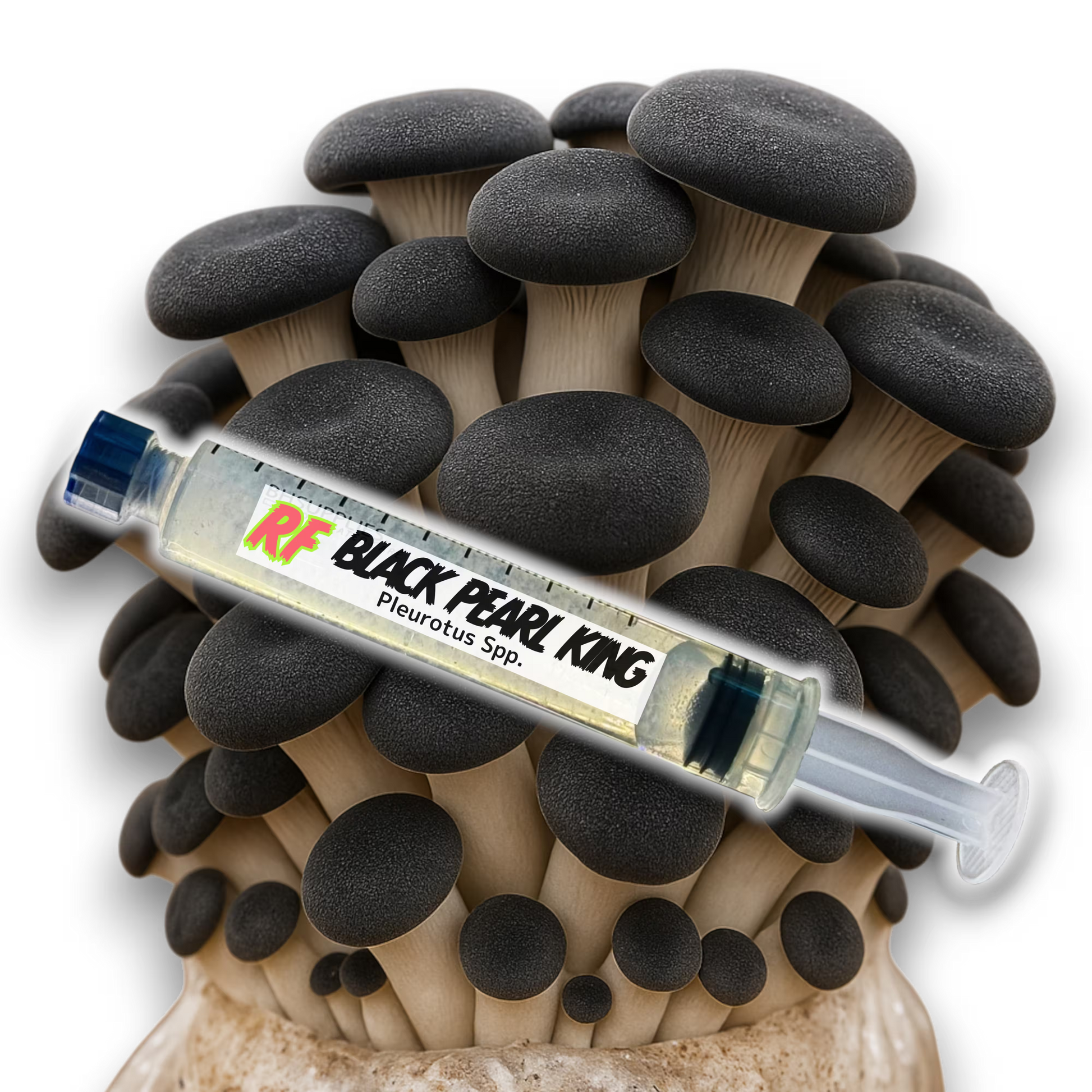 Image of Black Pearl King (Pleurotus Spp.) mushrooms and a Liquid Culture Syringe for growing mushrooms.