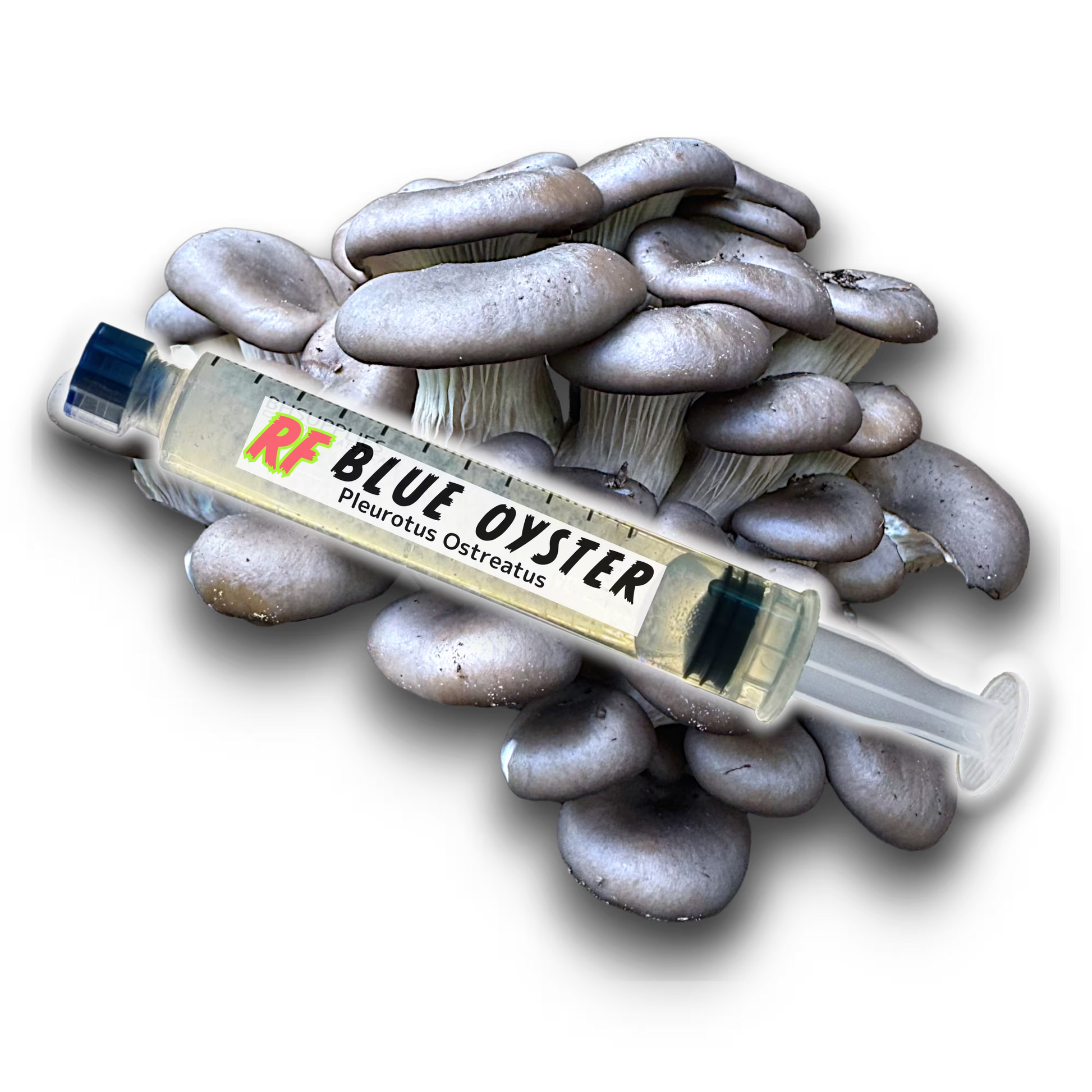A Blue Oyster Pleurotus Ostreatus Liquid Culture syringe in front of a Cluster of Blue Oyster Pleurotus Ostreatus mushrooms on a black background