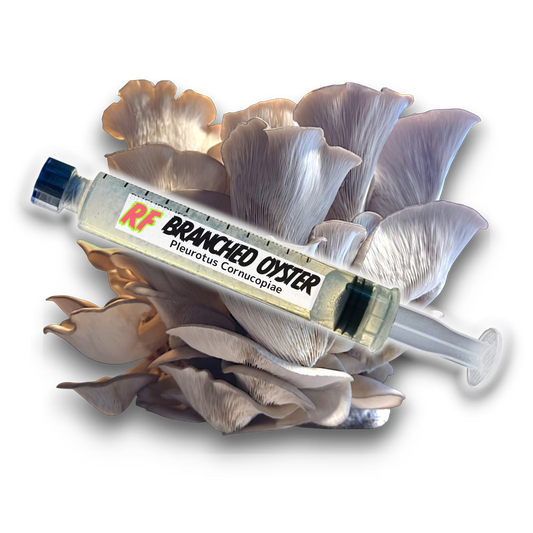 Branched Oyster (Pleurotus Cornucopiae) Liquid Culture Syringe for growing mushrooms and cluster of Branched Oyster (Pleurotus Cornucopiae) Mushrooms with white background