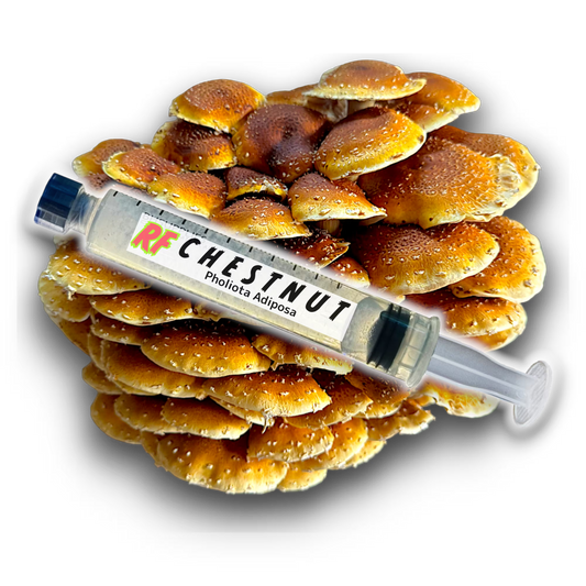 Chestnut (Pholiota Adiposa) with a Liquid Culture syringe labeled 'RF CHESSNUT' on a black background
