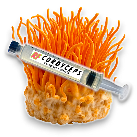 Cordyceps (Cordyceps Militaris) Liquid Culture Syringe for growing mushrooms and cluster of Cordyceps (Cordyceps Militaris) Mushrooms with white background