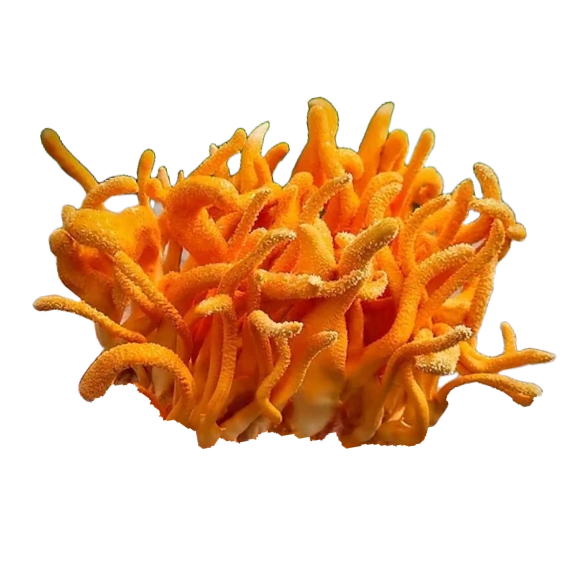 Cluster of Cordyceps (Cordyceps Militaris) mushrooms on a white background.
