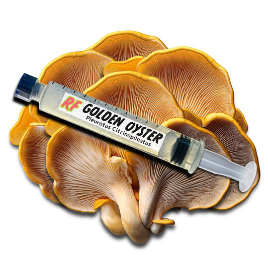 Golden Oyster (Pleurotus Citrinopileatus) Liquid Culture Syringe for growing mushrooms and cluster of Golden Oyster (Pleurotus Citrinopileatus) Mushrooms with white background