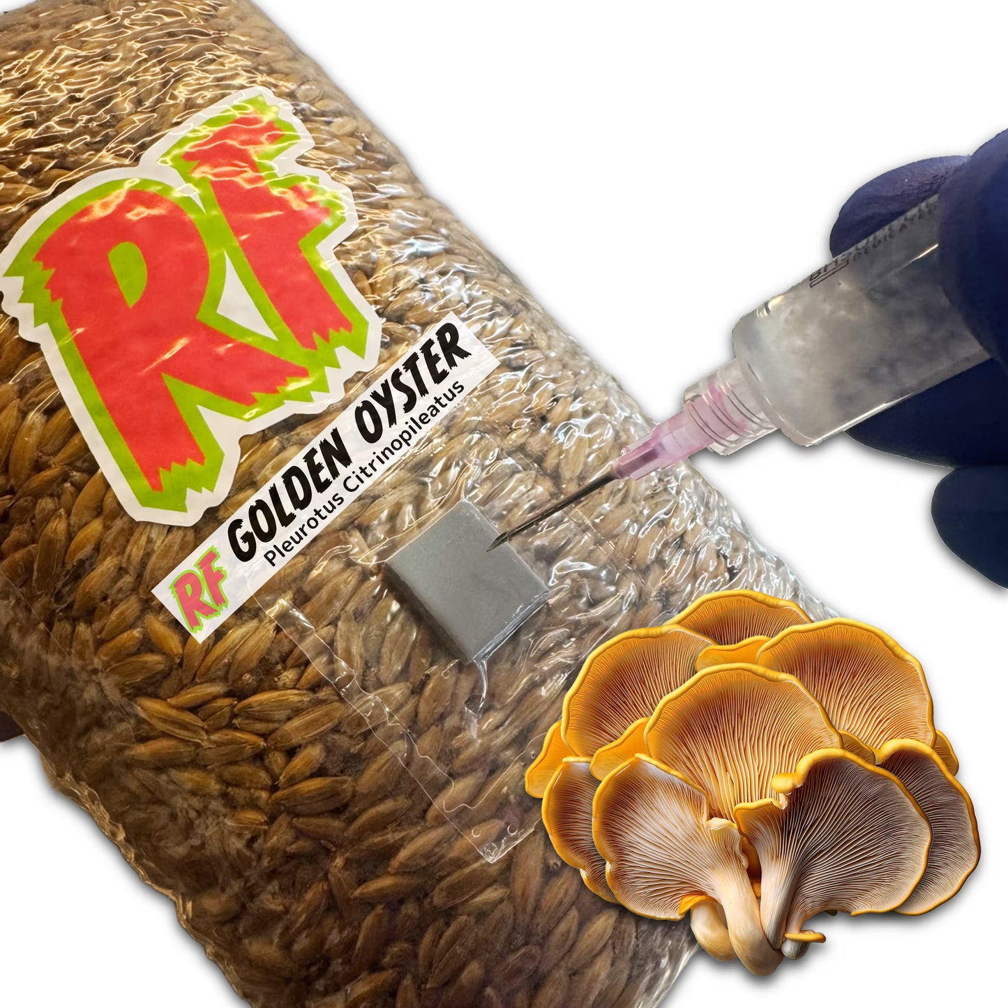 4T-Inj Unicorn Bag labeled Golden Oyster (Pleurotus Citrinopileatus) with hand holding Liquid Culture syringe inoculating Sterilized Grain for Golden Oyster (Pleurotus Citrinopileatus) Grain Spawn with white background