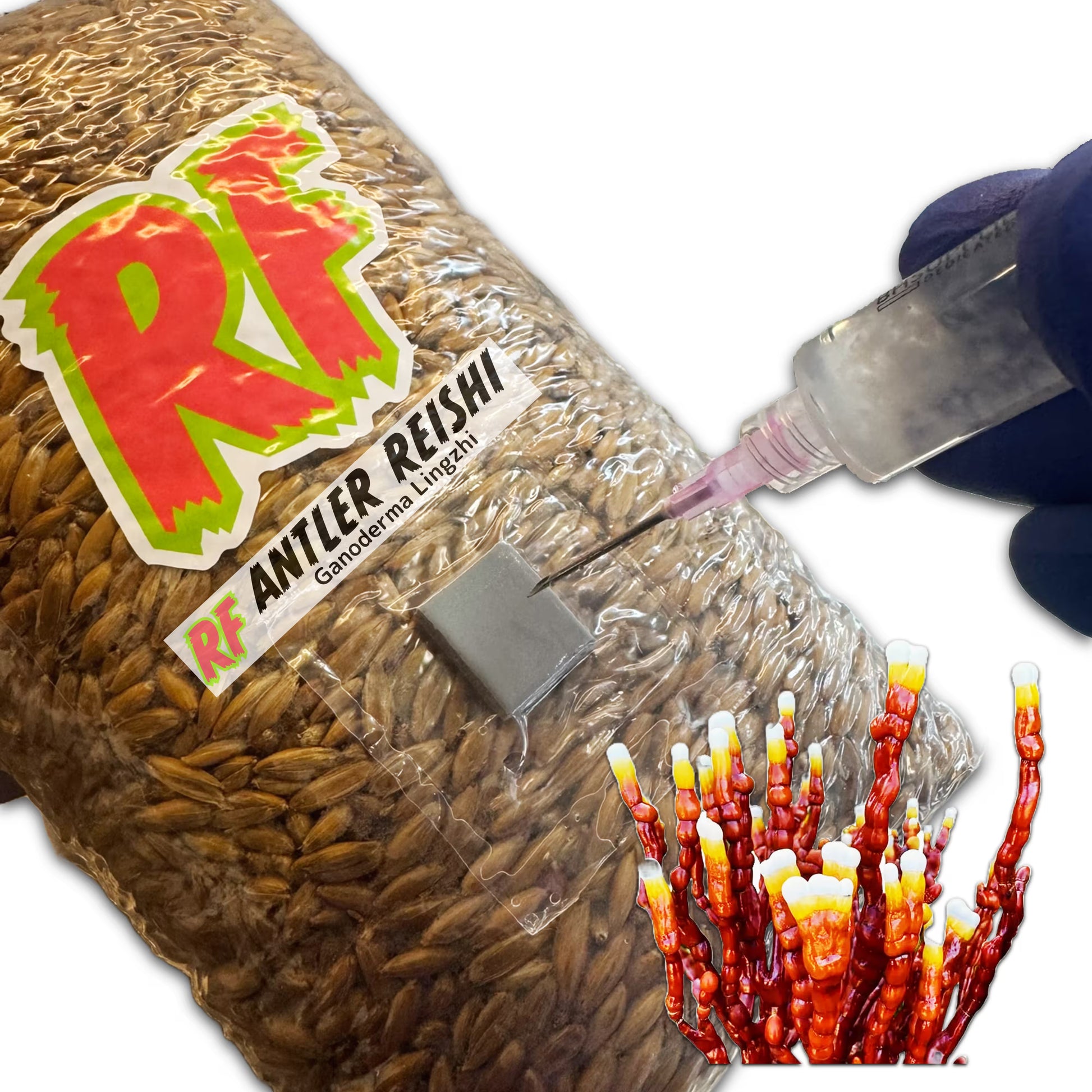 4T-INJ Unicorn Bag labeled Antler Reishi (Ganoderma lingzhi) with hand holding Liquid Culture syringe inoculating Sterilized Grain for Antler Reishi (Ganoderma lingzhi) Grain Spawn with white background.