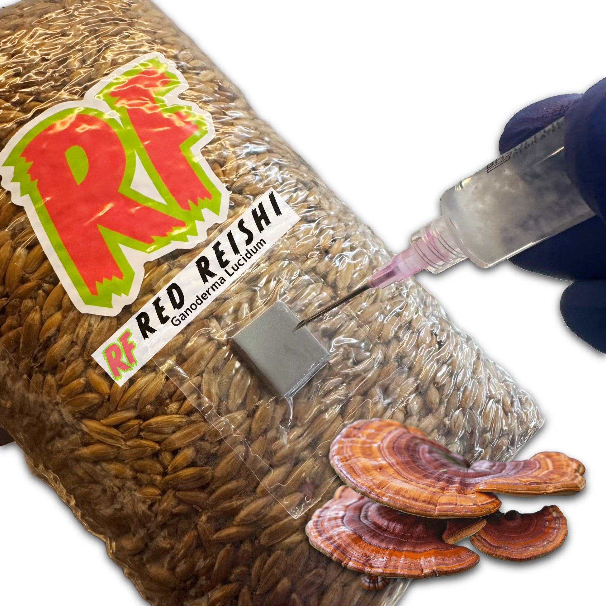 4T-INJ Unicorn Bag labeled Red Reishi (Ganoderma lucidum) with hand holding Liquid Culture syringe inoculating Sterilized Grain for ed Reishi (Ganoderma lucidum) Grain Spawn with white background.
