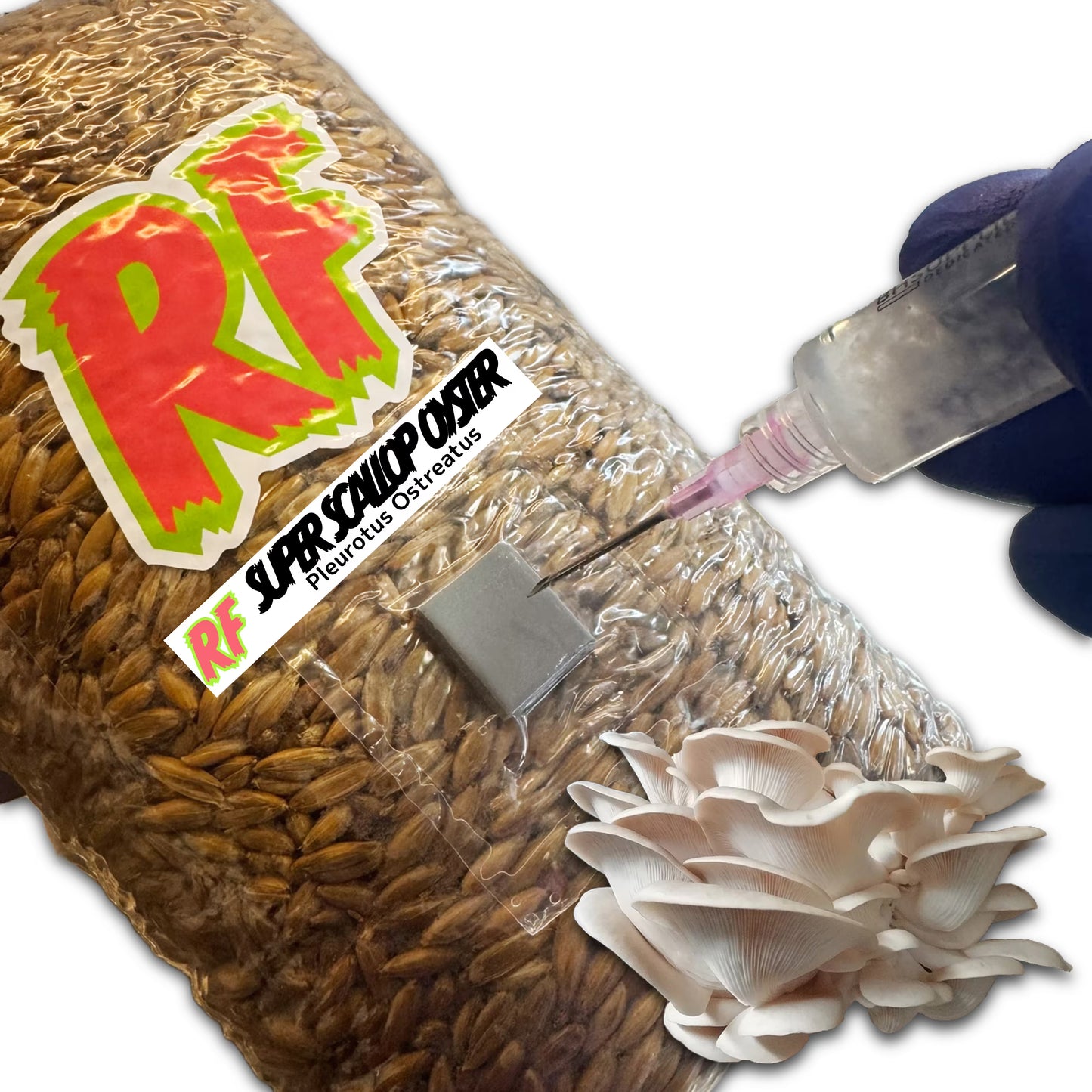 Image of Super Scallop Oyster (Pleurotus Ostreatus) mushrooms and a Liquid Culture Syringe for growing mushrooms.