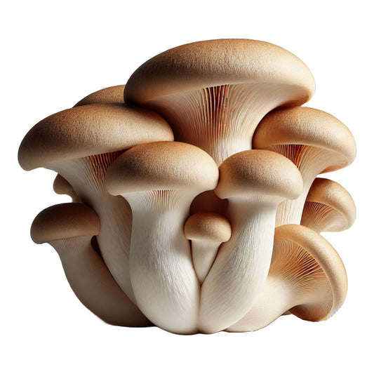 Close-up of a cluster of King Trumpet (Pleurotus Eryngii) mushrooms on a white background
