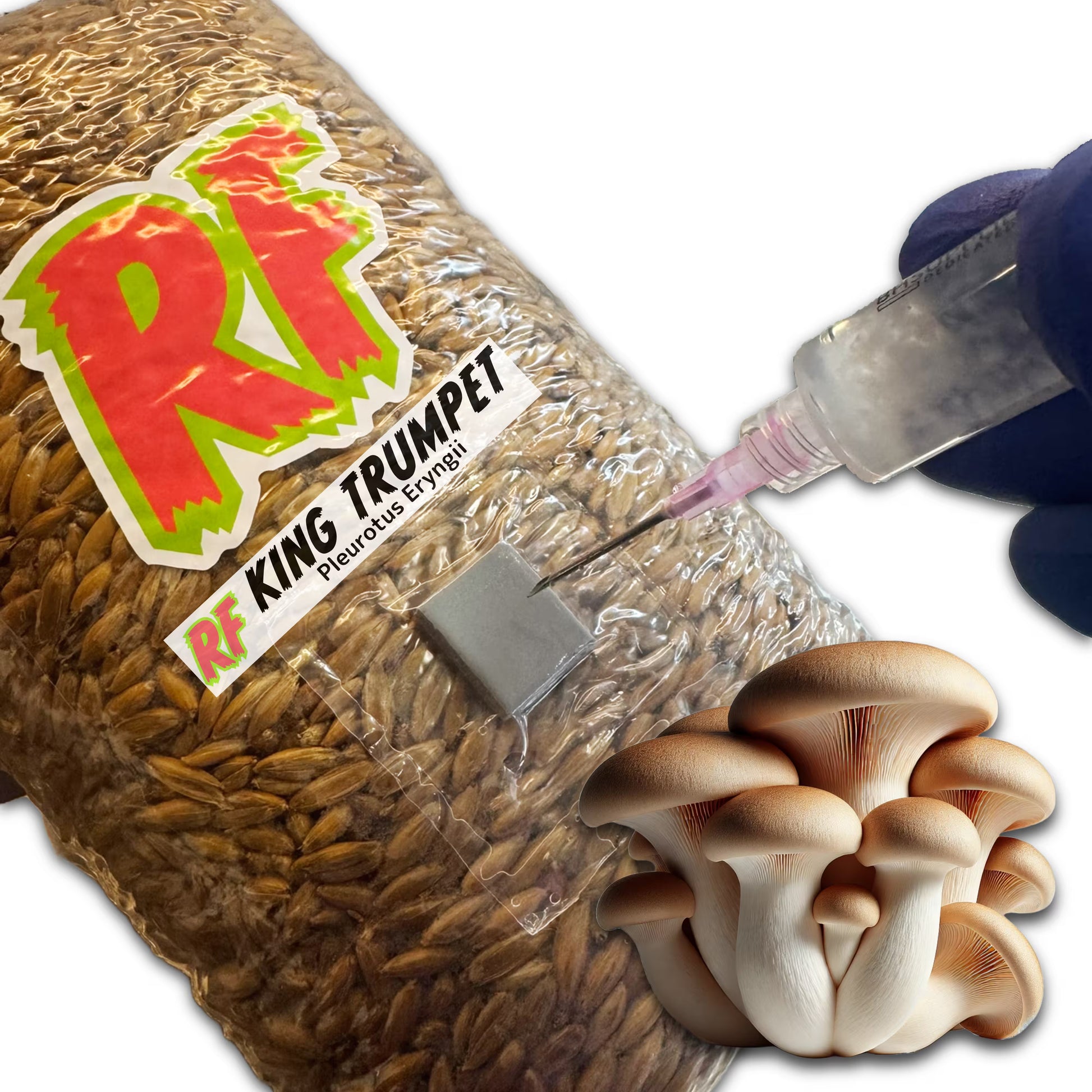 4T-Inj Unicorn Bag labeled King Trumpet (Pleurotus Eryngii) with hand holding Liquid Culture syringe inoculating Sterilized Grain for King Trumpet (Pleurotus Eryngii) Grain Spawn with white background