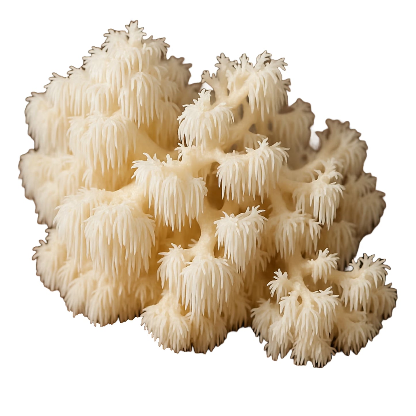Cluster of Comb Tooth (Hericium Corraloides) mushrooms on a white background.
