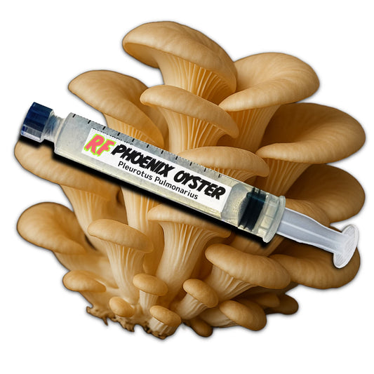 Phoenix Oyster (Pleurotus Pulmonarius) Liquid Culture Syringe for growing mushrooms and cluster of Phoenix Oyster (Pleurotus Pulmonarius) Mushrooms with white background