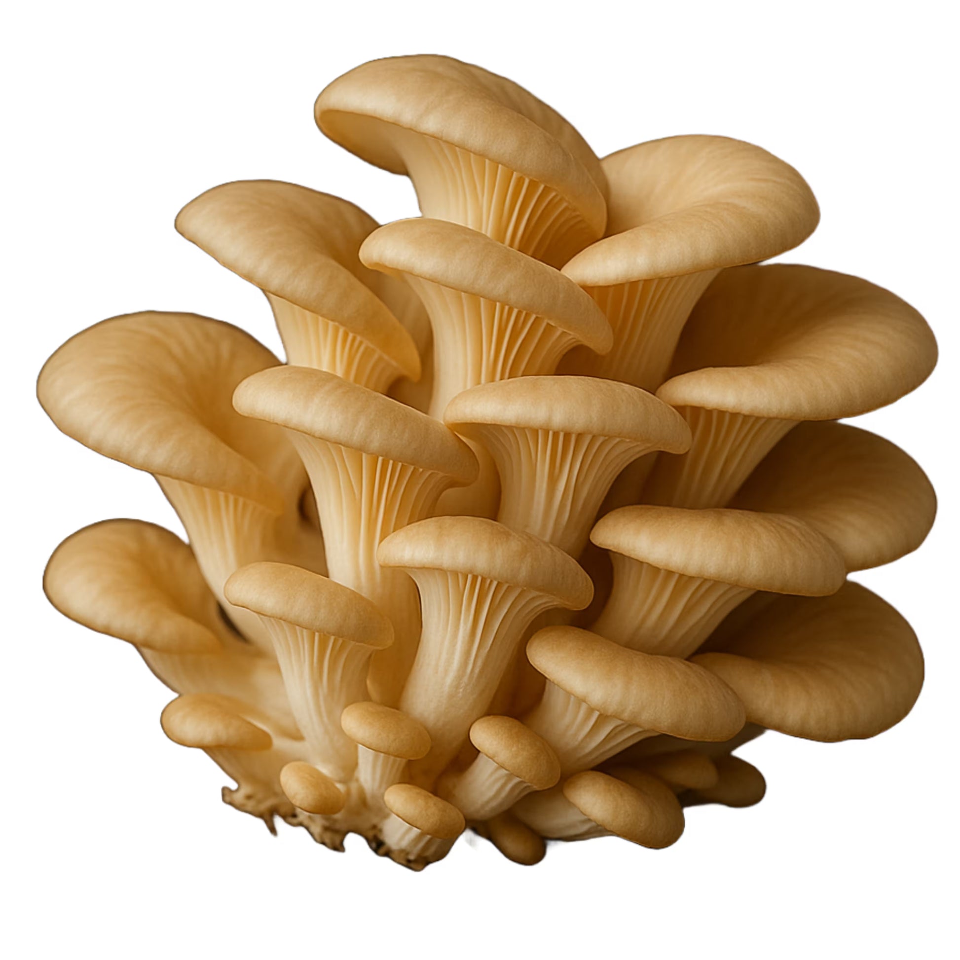 Cluster of Phoenix Oyster (Pleurotus Pulmonarius) with White Background