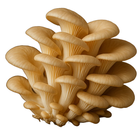 Cluster of Phoenix Oyster (Pleurotus Pulmonarius) with White Background