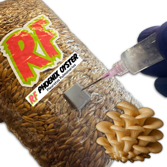 4T-Inj Unicorn Bag labeled Phoenix Oyster (Pleurotus Pulmonarius) with hand holding Liquid Culture syringe inoculating Sterilized Grain for Phoenix Oyster Grain Spawn with white background