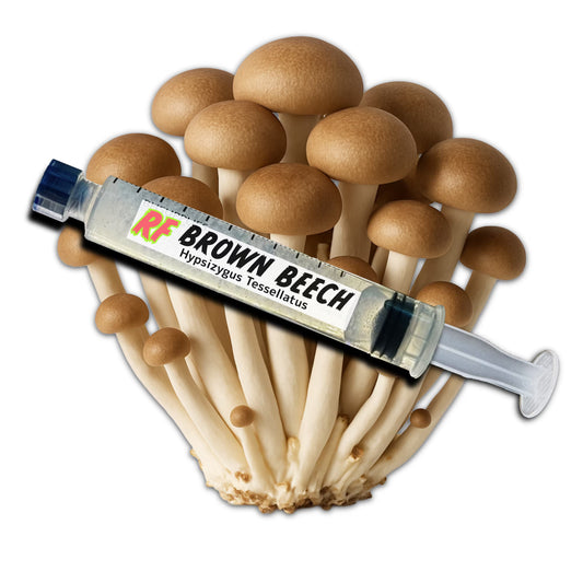 Brown Beech (Hypsizygus Tessellatus) Liquid Culture Syringe for growing mushrooms and cluster of Brown Beech Mushrooms with white background

