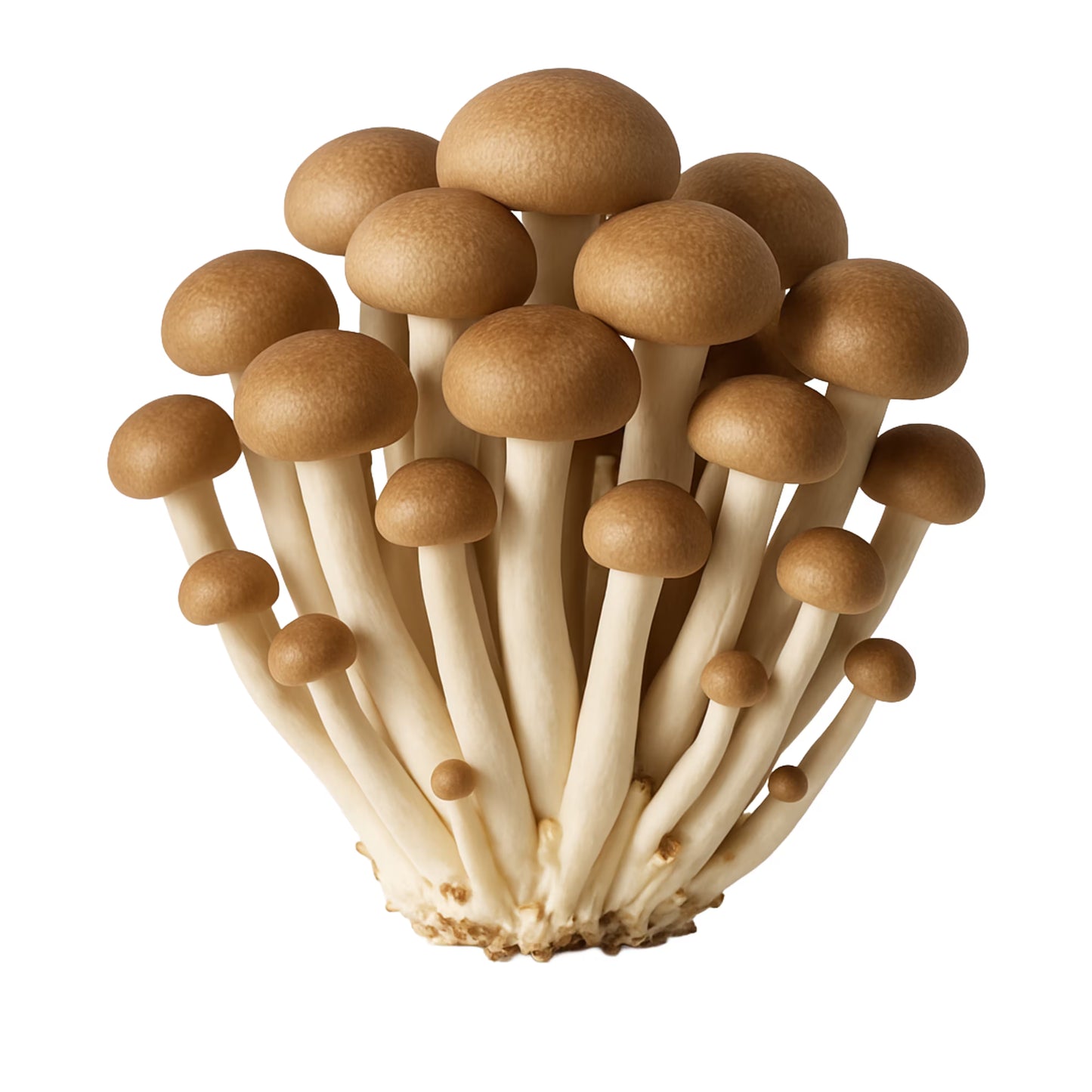 Bunch of Brown Beech (Hypsizygus Tessellatus) mushrooms on a white background