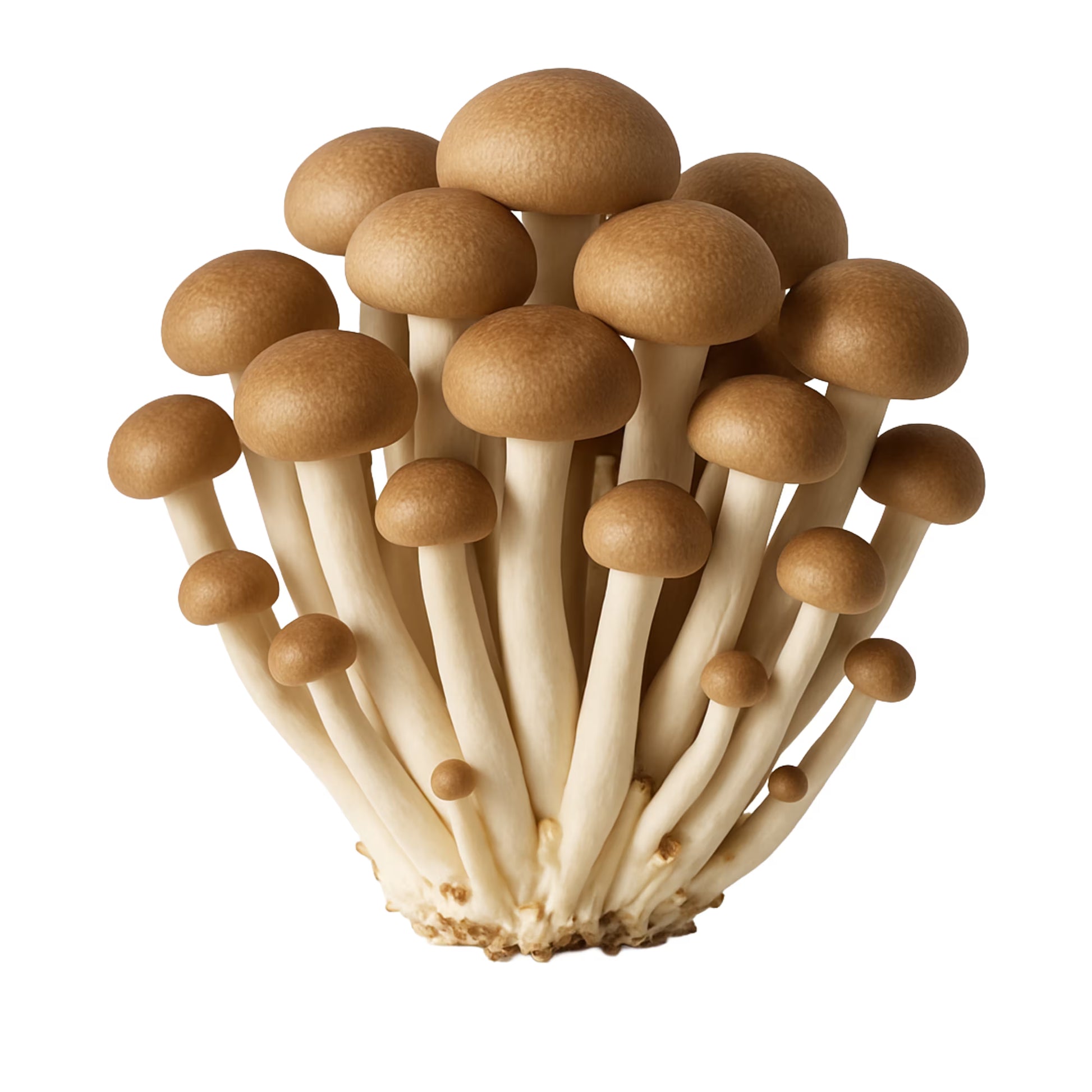 Bunch of Brown Beech (Hypsizygus Tessellatus) mushrooms on a white background