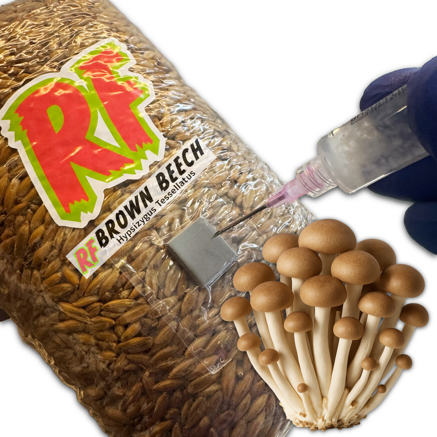 Rhizo Funga 4T-Inj Unicorn Bag labeled Brown Beech (Hypsizygus Tessellatus) being  inoculated with Liquid Culture resulting in colonized Brown Beech  Grain Spawn
