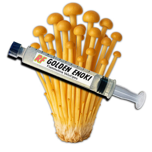 Golden Enoki (Flammulina Velutipes) Liquid Culture Syringe for growing mushrooms and cluster of Golden Enoki  Mushrooms with white background