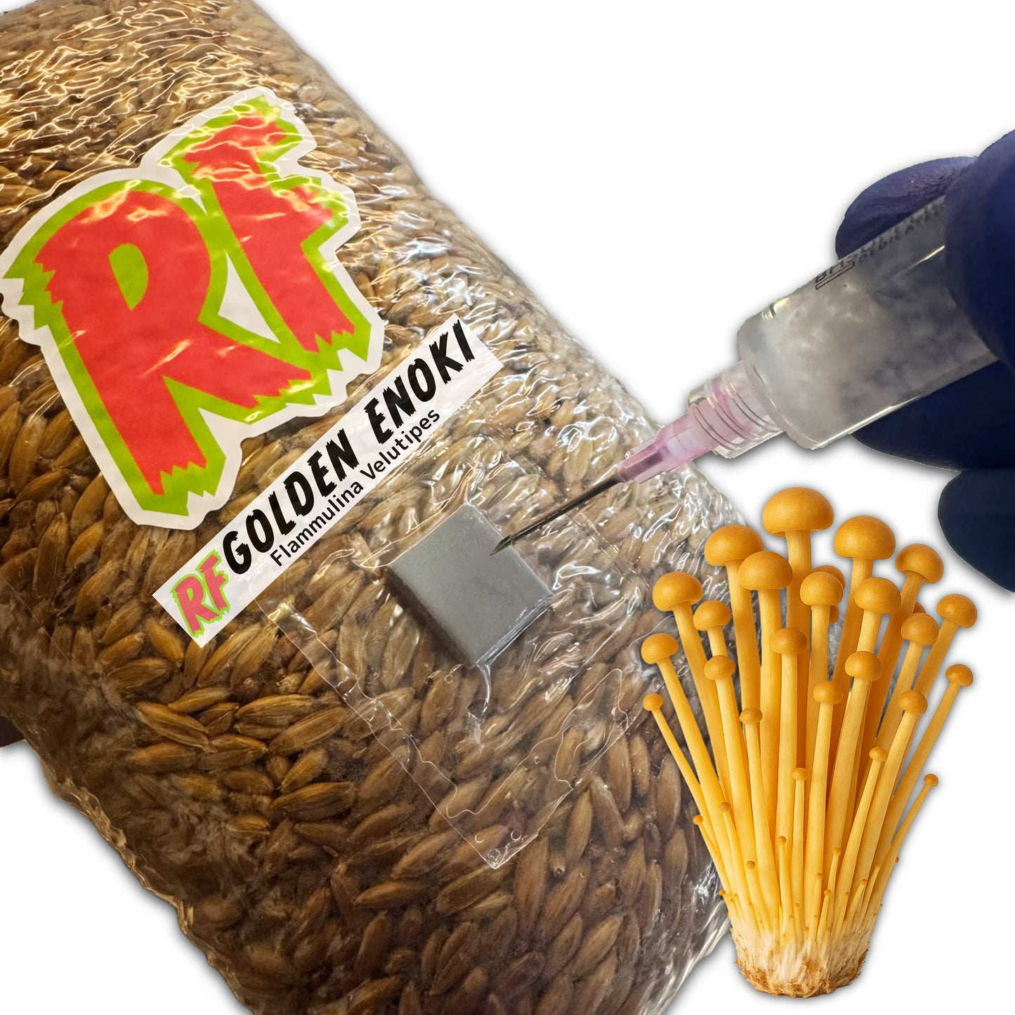 Rhizo Funga 4T-Inj Unicorn Bag labeled Golden Enoki (Flammulina Velutipes)  being  inoculated with Liquid Culture resulting in colonized Golden Enoki  Grain Spawn
