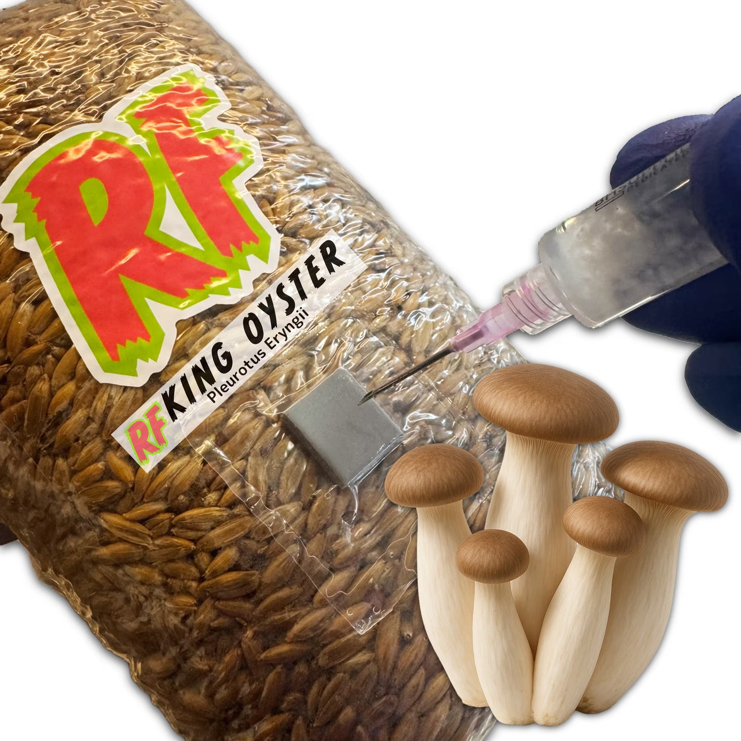 Rhizo Funga 4T-Inj Unicorn Bag labeled King Oyster (Pleurotus Eryngii) being  inoculated with Liquid Culture resulting in colonized King Oyster  Grain Spawn
