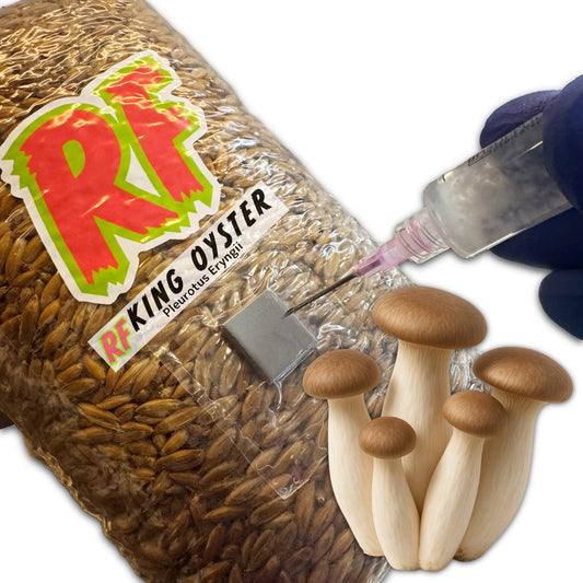 Rhizo Funga 4T-Inj Unicorn Bag labeled King Oyster (Pleurotus Eryngii) being  inoculated with Liquid Culture resulting in colonized King Oyster  Grain Spawn
