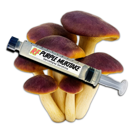 Purple Mukitake (Sarcomyxa Serotina) Liquid Culture Syringe and Purple Mukitake mushrooms with a white background.