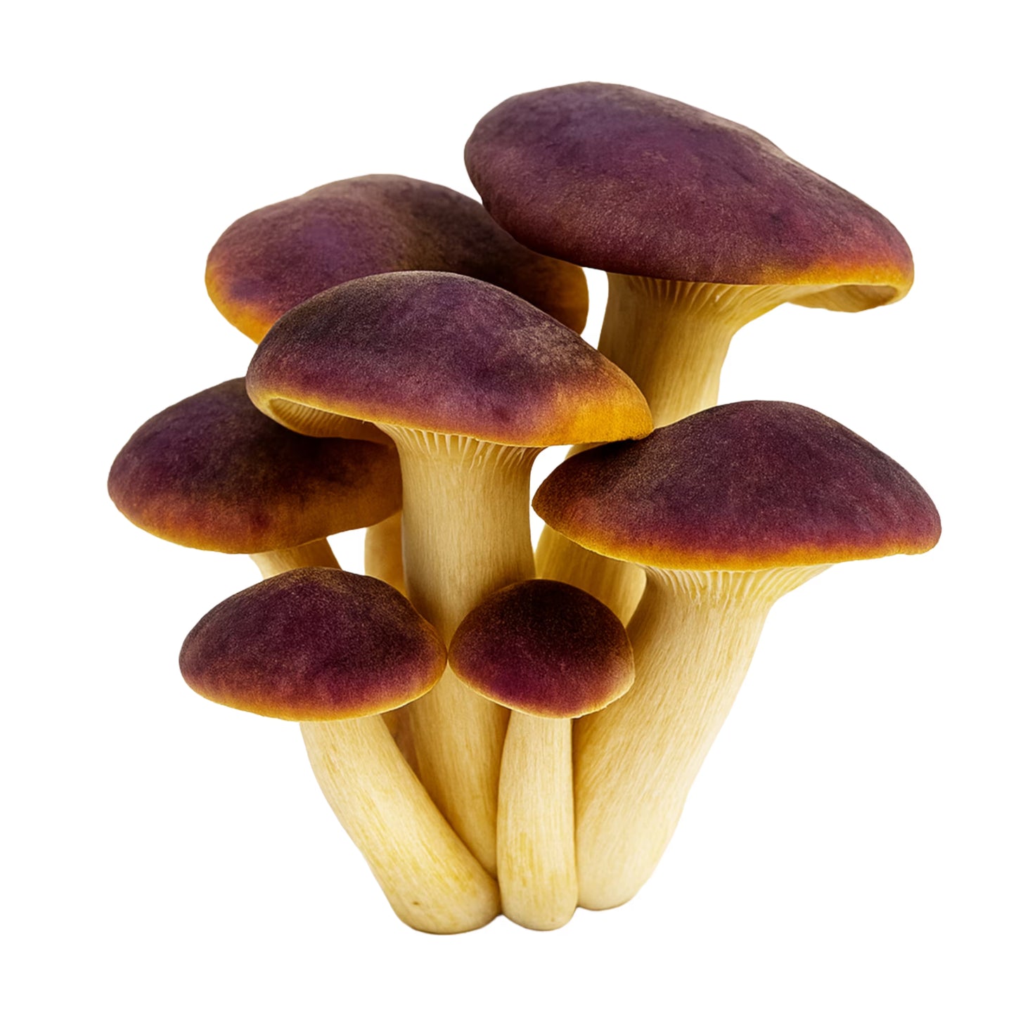 Cluster of Purple Mukitake (Sarcomyxa Serotina) with purple caps and beige stems on a white background