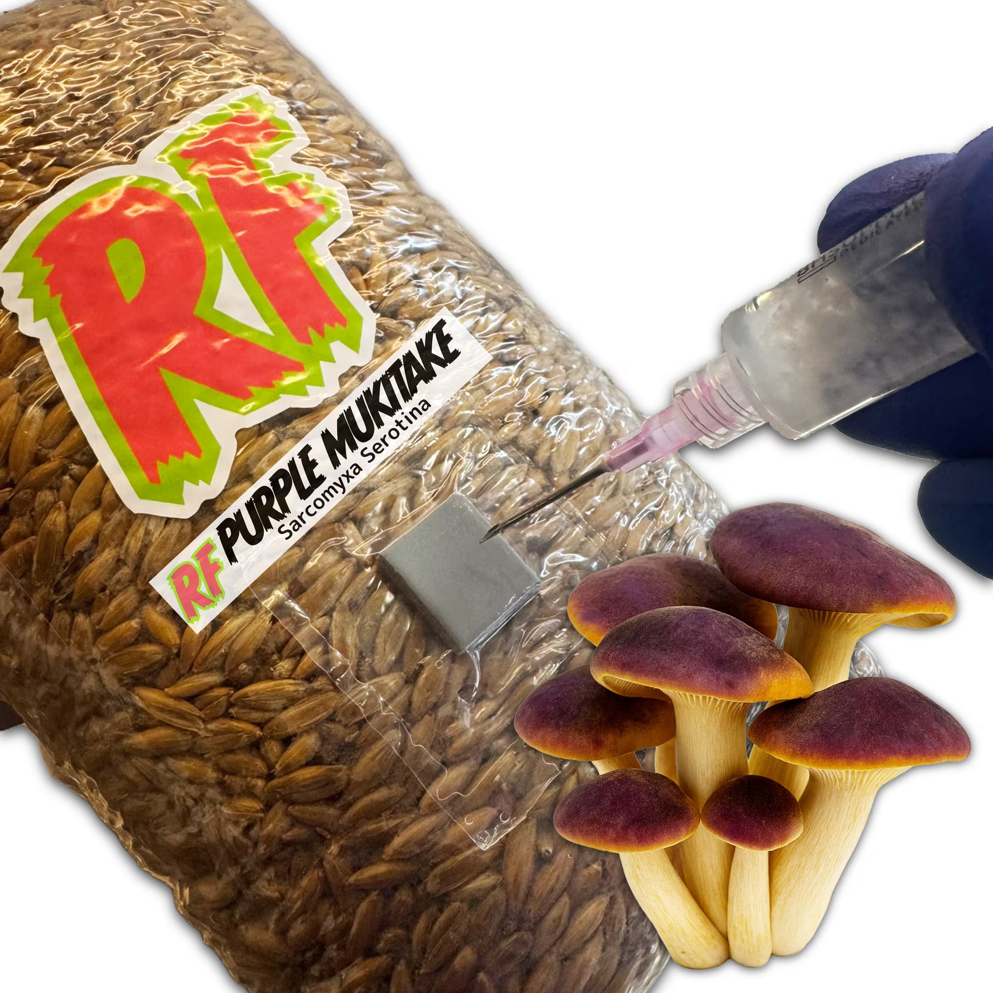 Rhizo Funga 4T-Inj Unicorn Bag labeled Purple Mukitake (Sarcomyxa Serotina) being  inoculated with Liquid Culture resulting in colonized Purple Mukitake Grain Spawn