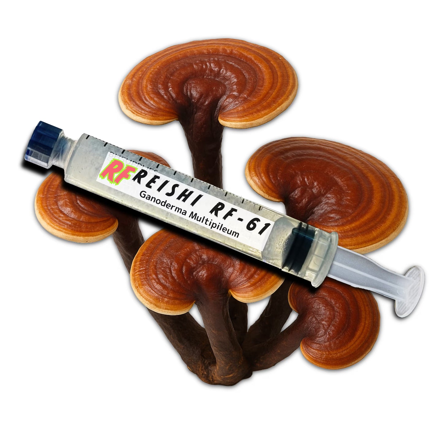 Reishi (Ganoderma Multipileum) mushrooms and a Liquid Culture Syringe for growing mushrooms.