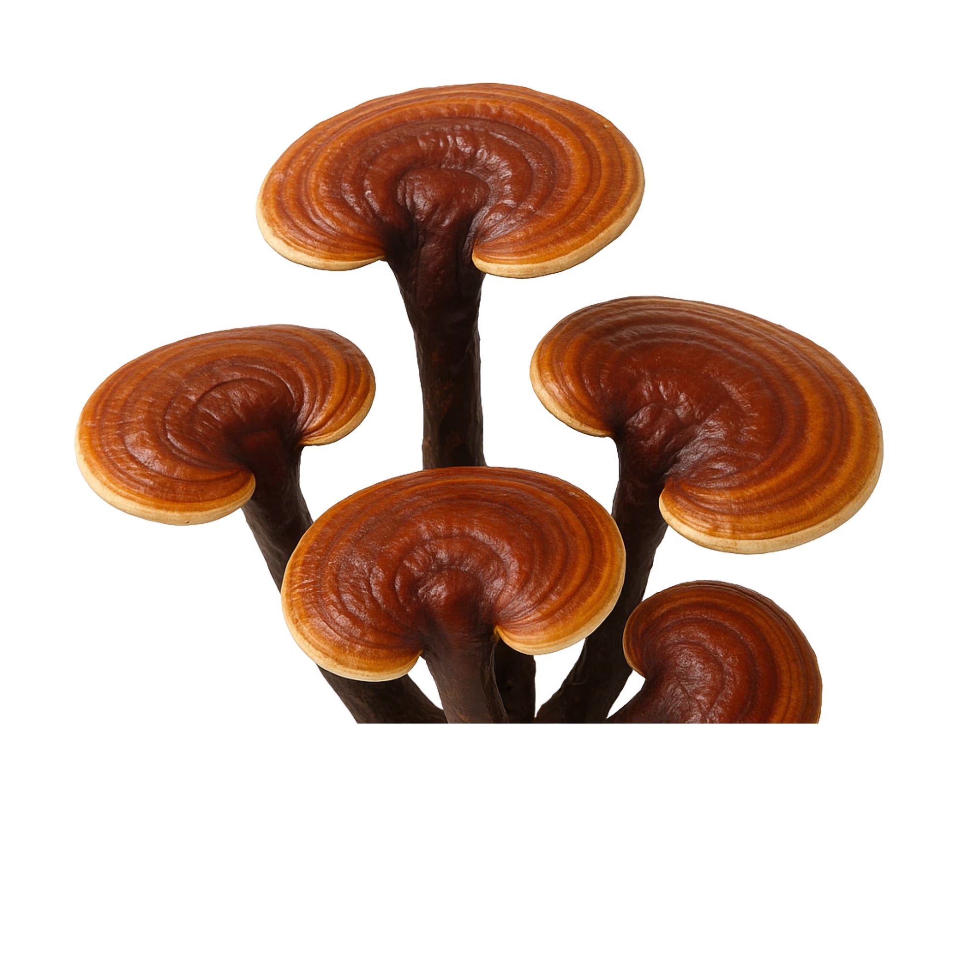 Reishi (Ganoderma Multipileum) mushrooms on a white background