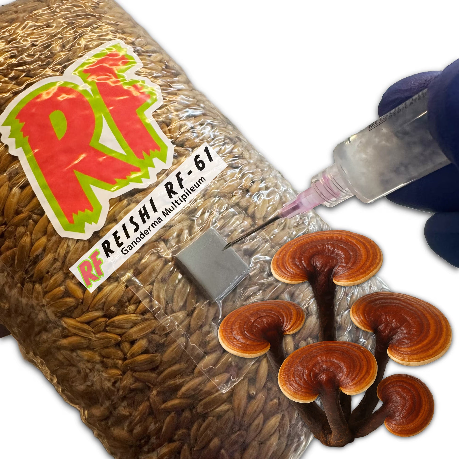 Reishi (Ganoderma Multipileum) mushroom packaging with growing mushrooms and a syringe on a white background