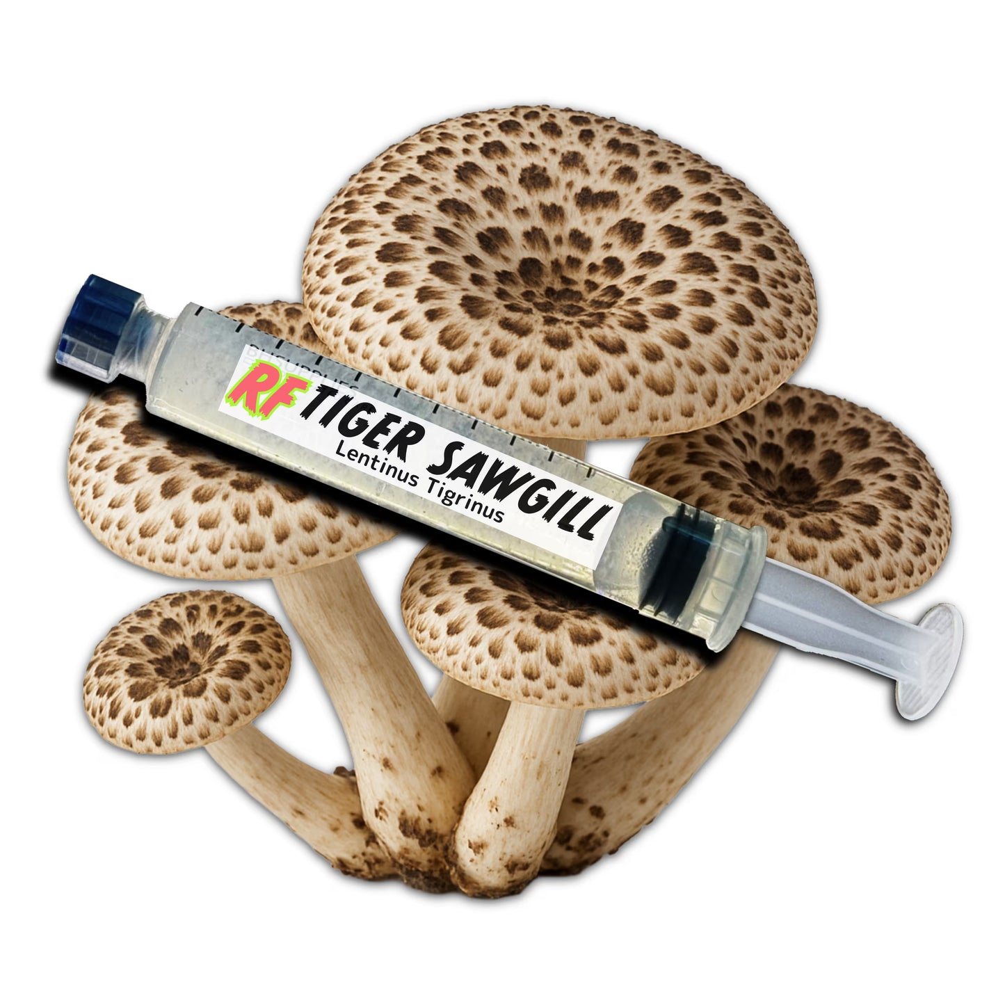 Tiger Sawgill (Lentinus tigrinus) Liquid Culture Syringe for growing mushrooms and cluster of Tiger Sawgill Mushrooms with white background
