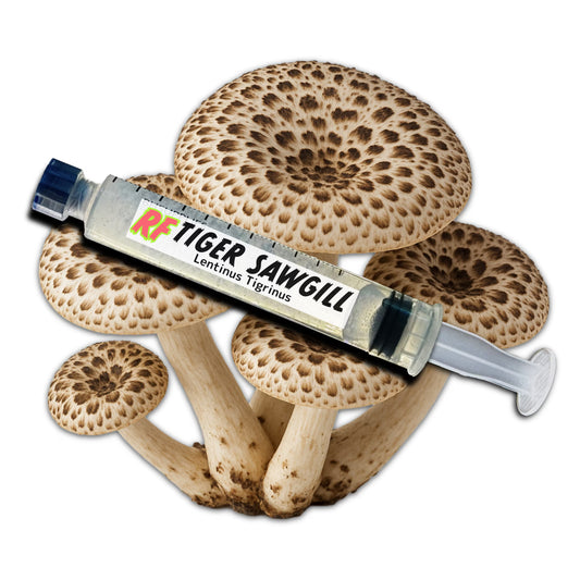 Tiger Sawgill (Lentinus tigrinus) Liquid Culture Syringe for growing mushrooms and cluster of Tiger Sawgill Mushrooms with white background

